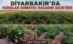 Diyarbakır’da yağışlar domates hasadını geciktirdi