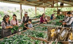 Türkiye toplam yaş koza üretiminin yaklaşık yüzde 72’si Kulp’tan