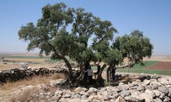 13 asırlık zeytin ağacı meyve vermeyi sürdürüyor