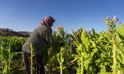 Çelikhan tütününde hasat mesaisi başladı: 9 bin ton rekolte bekleniyor
