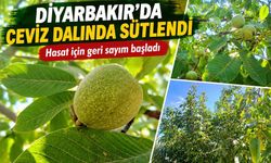 Diyarbakır’da Ceviz Bereketi: Hasat İçin Geri Sayım Başladı