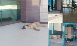 Dicle Üniversitesi Kalp Hastanesi’nde Sahipsiz Köpekler Tepki Çekti