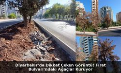 Diyarbakır’da Dikkat Çeken Görüntü! Fırat Bulvarı’ndaki Ağaçlar Kuruyor