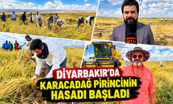 Diyarbakır'da Karacadağ’ Pirincinin Hasadı Başladı