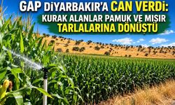 GAP Diyarbakır'a Can Verdi: Kurak Alanlar Pamuk ve Mısır Tarlalarına Dönüştü
