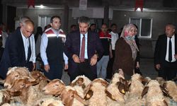 Cizre’de kadın yetiştiriciye 100 koyun desteği