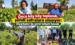 Önce köy köy toplandı, şimdi sofralara ulaşıyor: Diyarbakır’da yerel tohum hasadı
