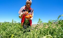 Lice'nin Asırlık Lezzeti Yeniden Tarlalarda! Ata Tohumuyla Yetiştiriliyor
