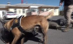 Narkotik köpeği Zeus, gizlenen uyuşturucuları tek tek buluyor