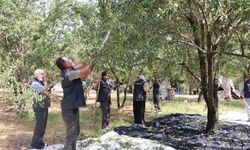 Badem bahçesi gönüllü gençleri buluşturuyor