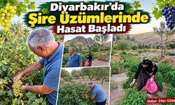 Diyarbakır’da Şire Üzümlerinde Hasat Başladı