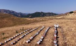 Tunceli yaylalarında Munzur Balı hasadı: 10 gün süren zorlu mesai