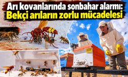 Arı kovanlarında sonbahar alarmı: Bekçi arıların zorlu mücadelesi