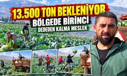 Bölgede 1'inci, Türkiye'de 10'uncu: Muş'ta Lahana hasadı başladı