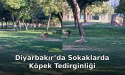 Diyarbakır’da Sokaklarda Köpek Tedirginliği: Vatandaşlar Çözüm Bekliyor
