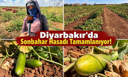 Diyarbakır'da Sonbahar Hasadı Tamamlanıyor!
