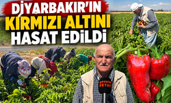 Diyarbakır’ın Kırmızı Altını Hasat Edildi