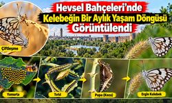 Hevsel Bahçeleri’nde Kelebeğin Bir Aylık Yaşam Döngüsü Görüntülendi