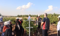 Diyarbakır’da Bağcılık İçin Uygulamalı Eğitim: Üzüm Hasadının Püf Noktaları Anlatıldı