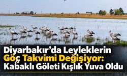 Diyarbakır’da Leyleklerin Göç Takvimi Değişiyor: Kabaklı Göleti Kışlık Yuva Oldu