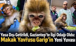 Yasa Dışı Getirildi, İlgi Odağı Oldu: Makak Yavrusu Garip’in Yeni Yuvası