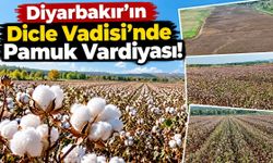 Diyarbakır’ın Dicle Vadisi’nde Pamuk Vardiyası!