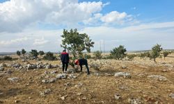 Şırnak’ta hububat üretimi için “süne” mesaisi