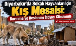 Diyarbakır’da Sokak Hayvanları İçin Kış Mesaisi: Barınma ve Beslenme İhtiyacı Gündemde