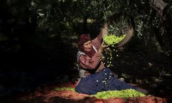 Mardin’in Bereketli Topraklarında Zeytin Hasadı Sürüyor