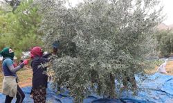 Mardin’de Tarihi Mekanda Zeytin Hasadı Başladı