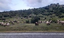 Koçerlerin  Şenyayla'ya yolculuğu başladı