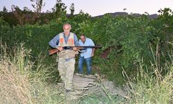 Domuz sürüleri bağ ve bahçelere zarar veriyor, çiftçi nöbet başında
