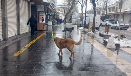 İçişleri Bakanlığı: Sahipsiz sokak hayvanlarına ilişkin ihmallere soruşturma