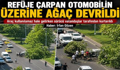Refüje Çarpan Otomobilin Üzerine Ağaç Devrildi