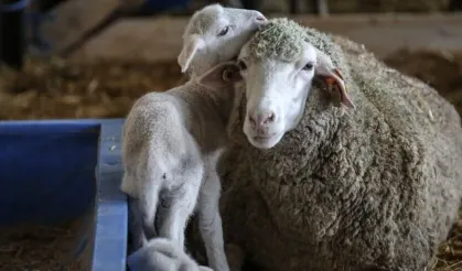 60 bin kilogram merinos yapağı satışı yapılacak