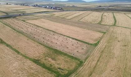 Kars'ta Arpa Tarlalarında Hasat Sevinci