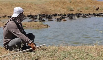 Diyarbakır’da mandalar 1,5 kilometre gidip gölette serinliyor