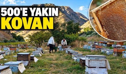 1976'da geldiği Hakkari'de yaklaşık 500 kovanla bal üretiyor