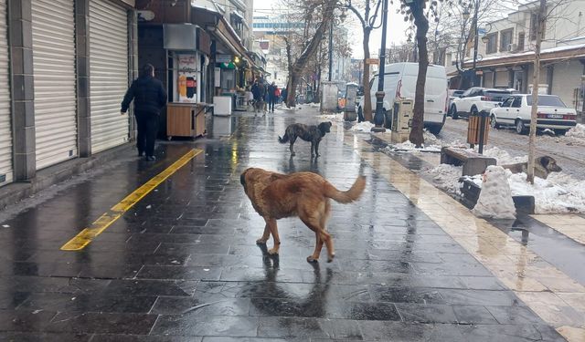 İçişleri Bakanlığı: Sahipsiz sokak hayvanlarına ilişkin ihmallere soruşturma