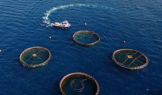 Karadeniz'in Balık ihracatı ilk çeyrekte 85 milyon doları aştı