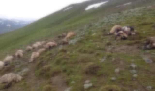 Van'da yıldırım isabet eden 30 küçükbaş hayvan telef oldu