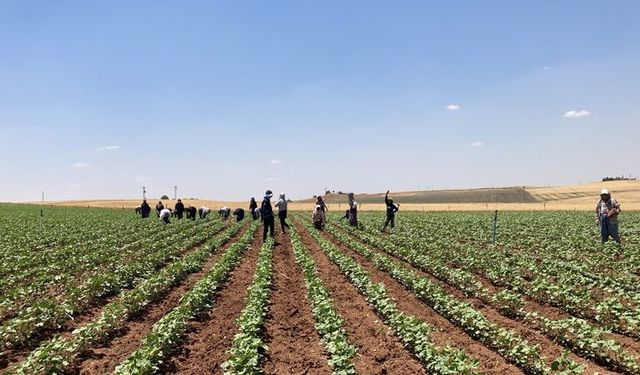 Diyarbakır'da Beyaz Altın Mesaisi Başladı