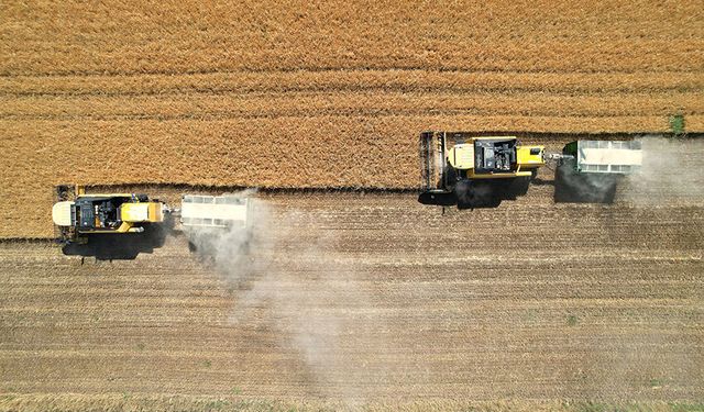Etkili olan yağışlar hububat rekoltesini yükseltti