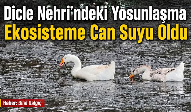 Dicle Nehri’ndeki Yosunlaşma Ekosisteme Can Suyu Oldu
