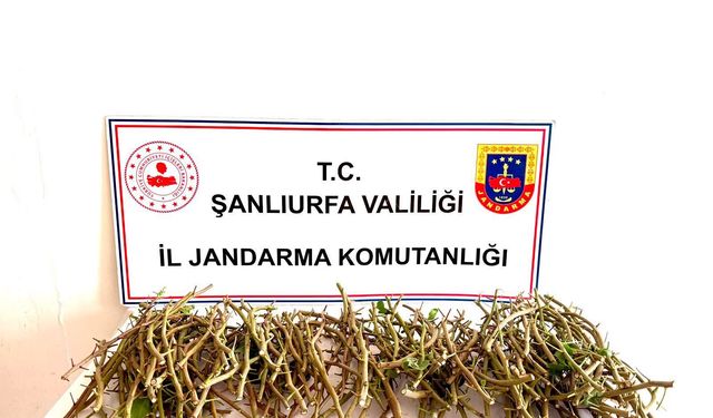 Fıstık aşılarını çalmaya çalışan 3 kişi yakalandı