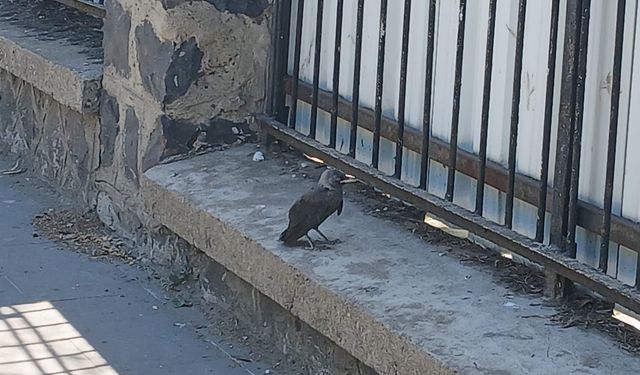 Cüce Kargalar Diyarbakır Sokaklarında