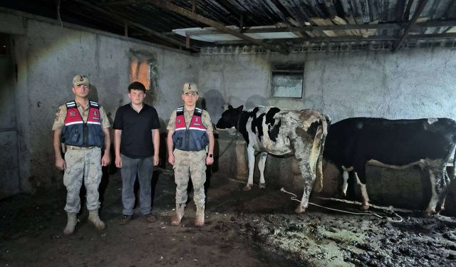 Kaybolan büyükbaş hayvanlar jandarma tarafından bulundu