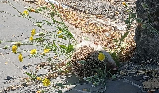 Diyarbakır'da Yaban Hayatı  Tehdit Altında