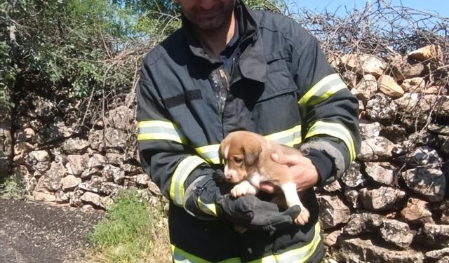 Kuyuya düşen köpek yavrusu itfaiye ekiplerince kurtarıldı