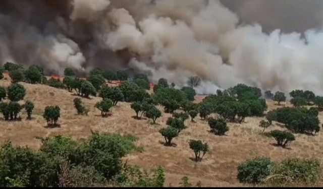 Kulp'ta Çıkan Orman Yangını Söndürüldü